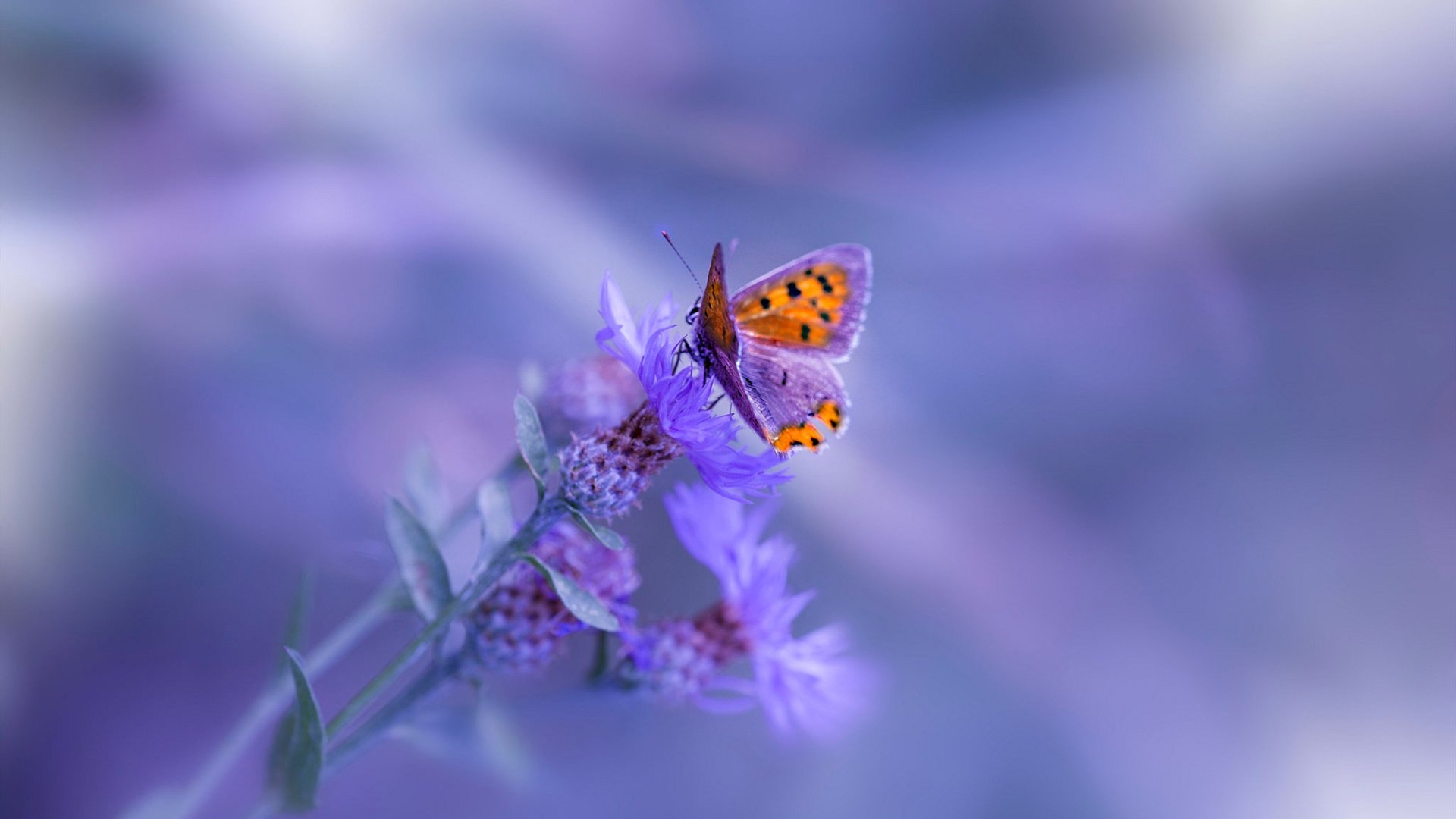 雷火电竞入驻-从密尔沃基到马尼拉，班凯罗的双线征服，新一代球场主权者的诞生